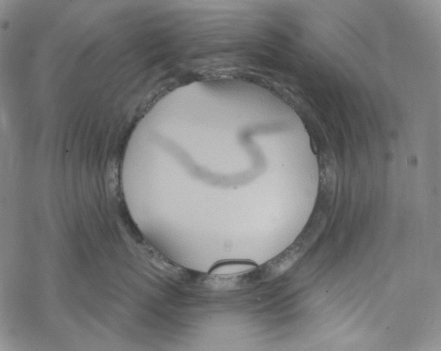 X0000067530767200605051920