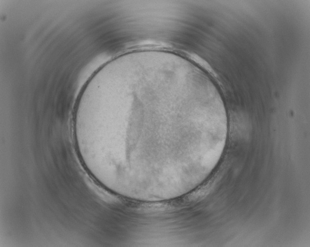 X0000067531474200605051907