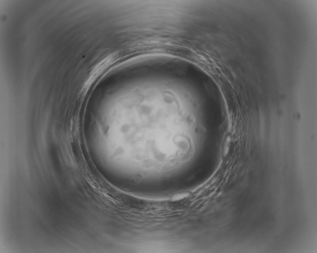 X0000067830099200604131211