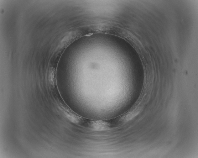 X0000067830336200604131207