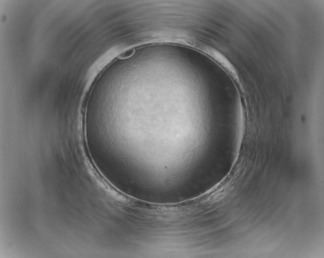 X0000067831096200604131155