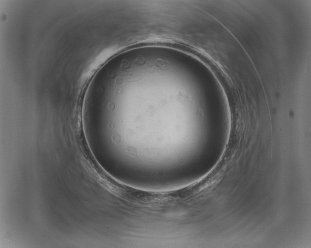 X0000067831367200604131150