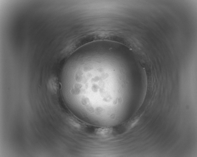 X0000067830135200604171137