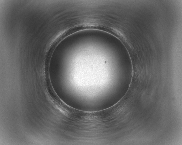 X0000067830535200604171129