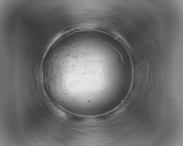 X0000067831083200604171121