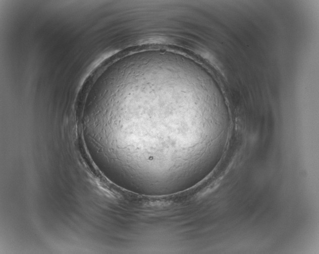 X0000067831117200604171120