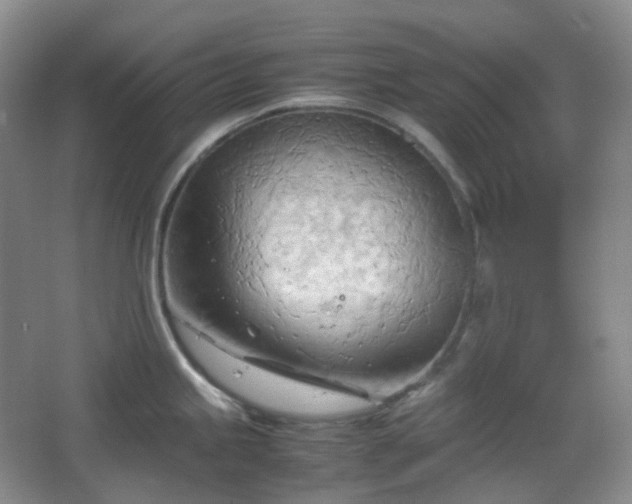 X0000067831245200604171119