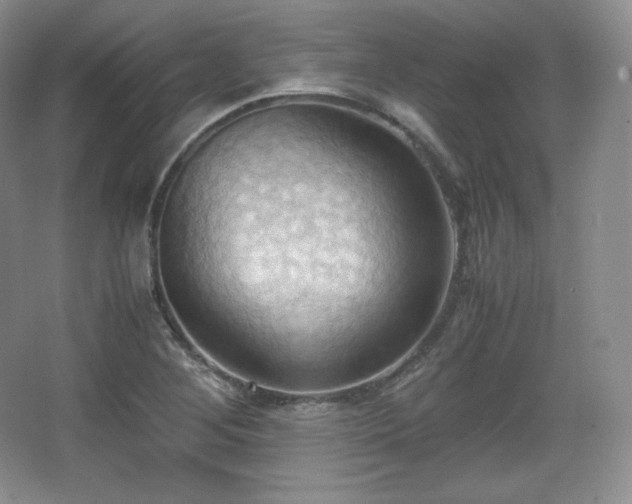 X0000067831268200604171118