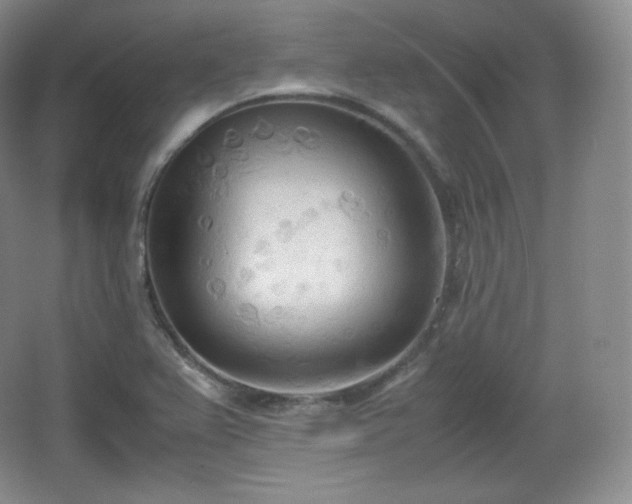 X0000067831367200604171116