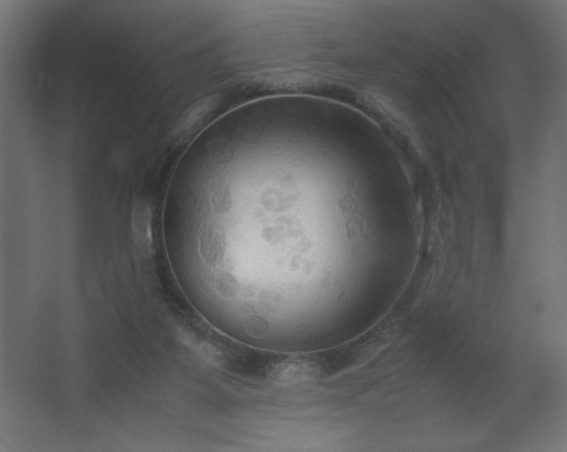 X0000067830115200604201226