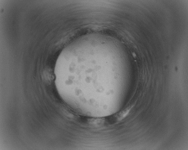 X0000067830135200604271604