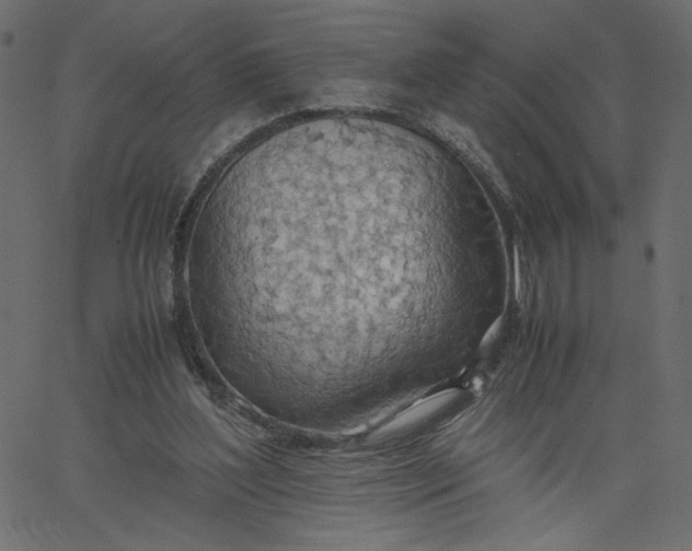 X0000067830204200604271603