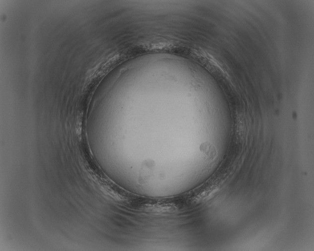 X0000067830545200604271557