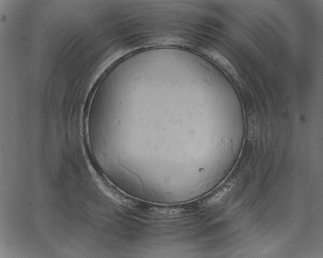 X0000067831039200604271549