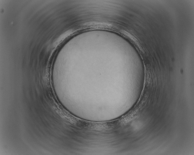 X0000067831074200604271548