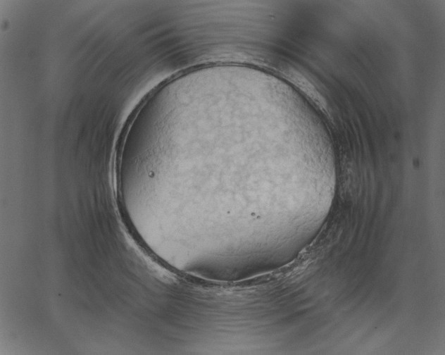 X0000067831084200604271548