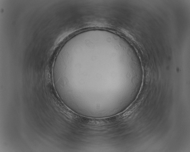 X0000067831215200604271546