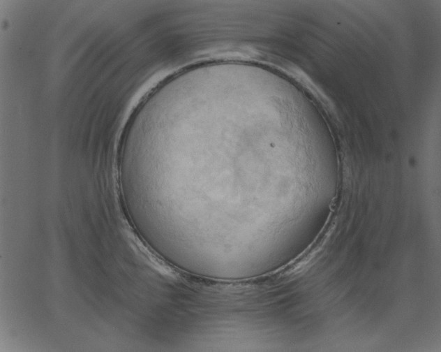 X0000067831240200604271546