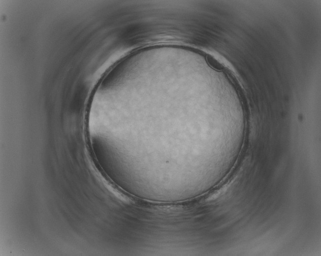 X0000067831333200604271544