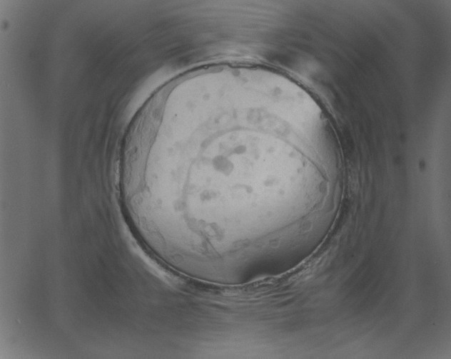 X0000067831383200604271543