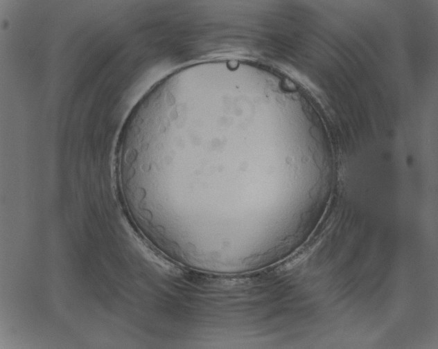 X0000067831423200604271543