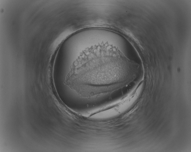 X0000067831463200604271542