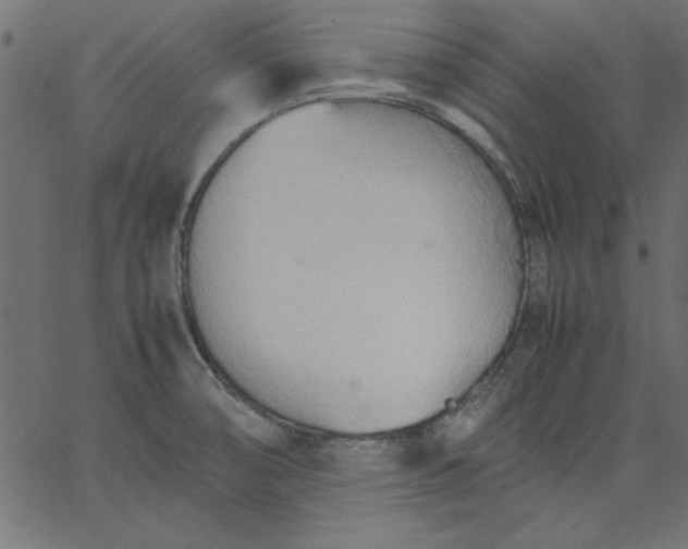 X0000067831474200604271542