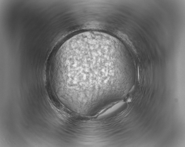 X0000067830204200605041632