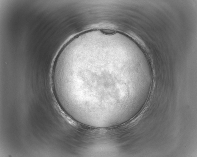 X0000067831248200605041615