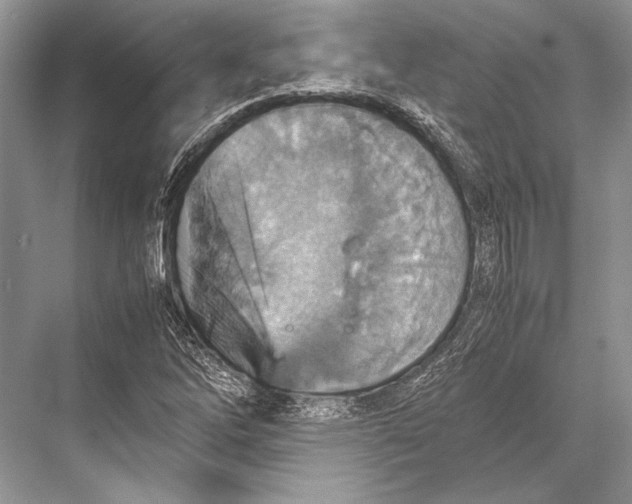 X0000067831262200605041614