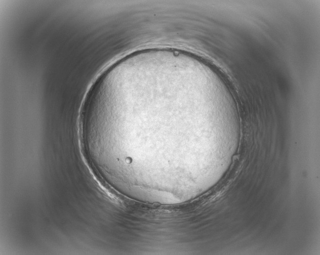 X0000067831517200605041610