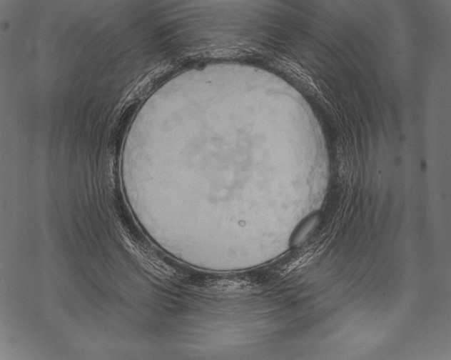 X0000067830542200605111619