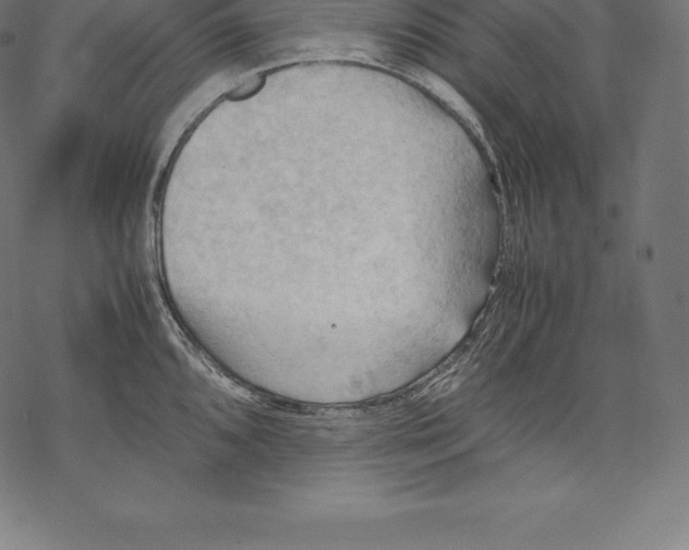 X0000067831096200605111611