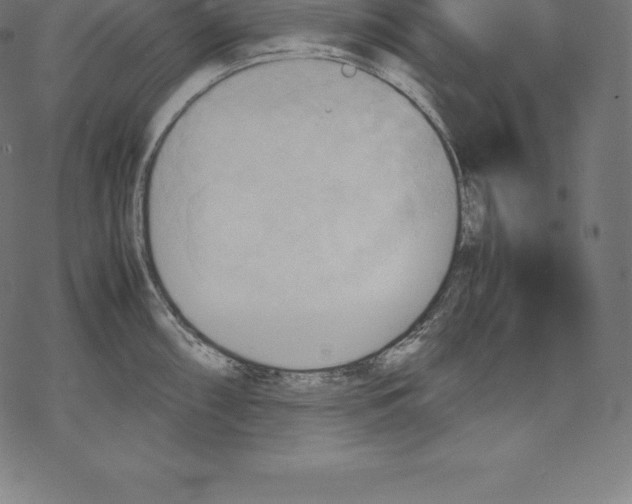 X0000067831098200605111611