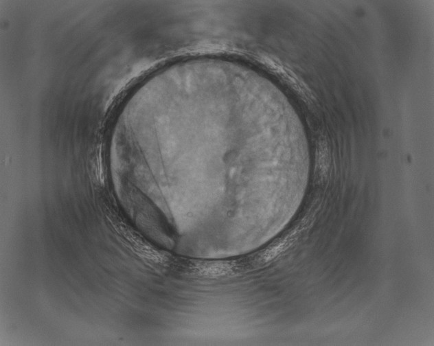 X0000067831262200605111608