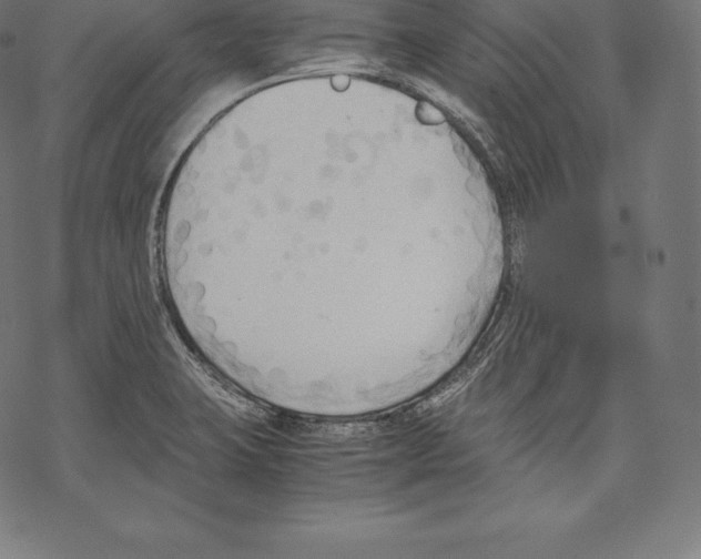 X0000067831423200605111605