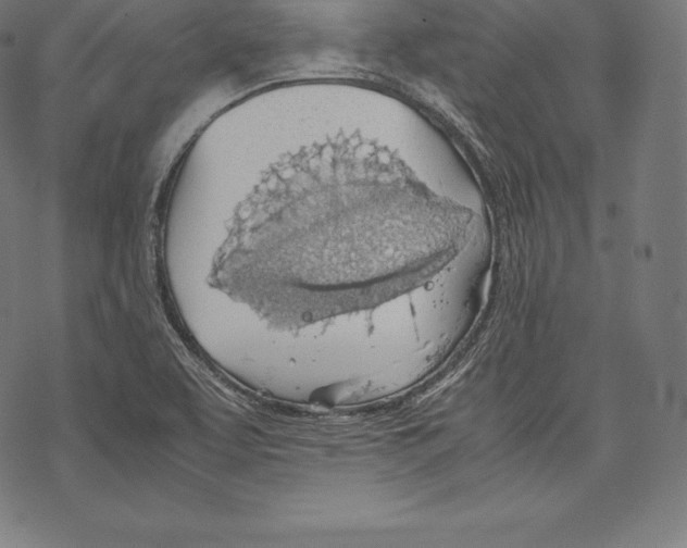 X0000067831463200605111605