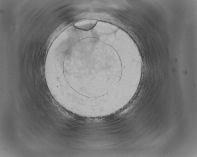 X0000067831529200605111604