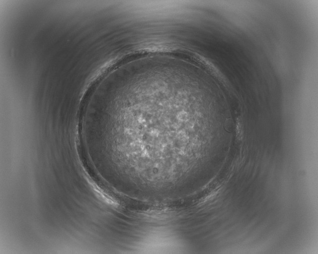 X0000067840725200604171152