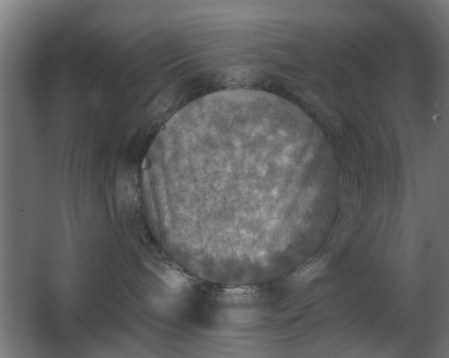 X0000067840240200604201249