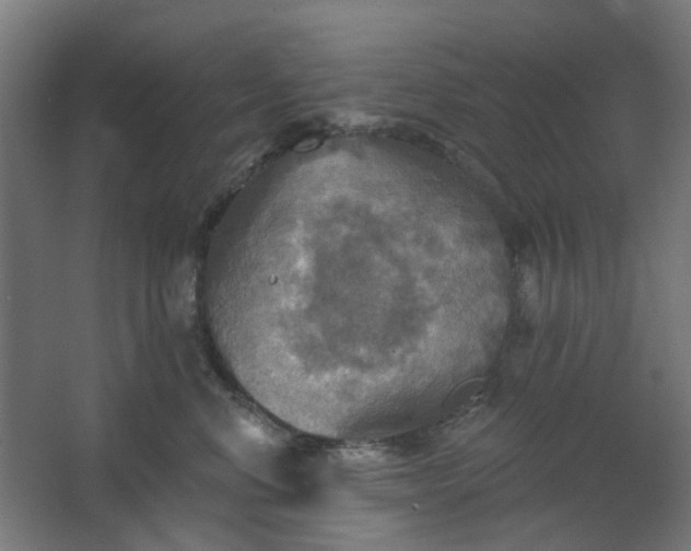 X0000067840668200604201243