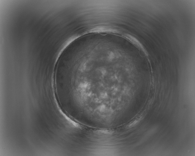 X0000067840855200604201239