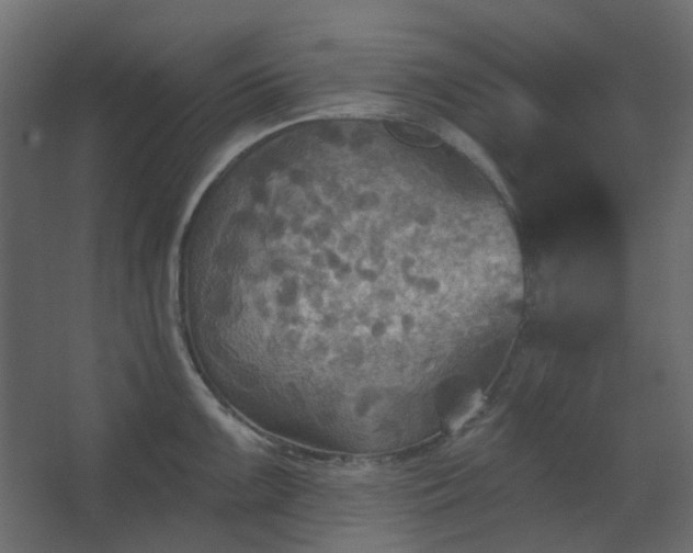 X0000067841099200604201235