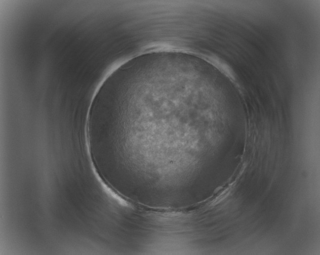 X0000067841247200604201233