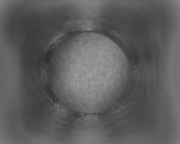 X0000067841446200604201229