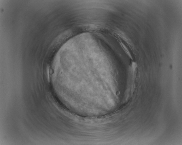 X0000067840022200604271631