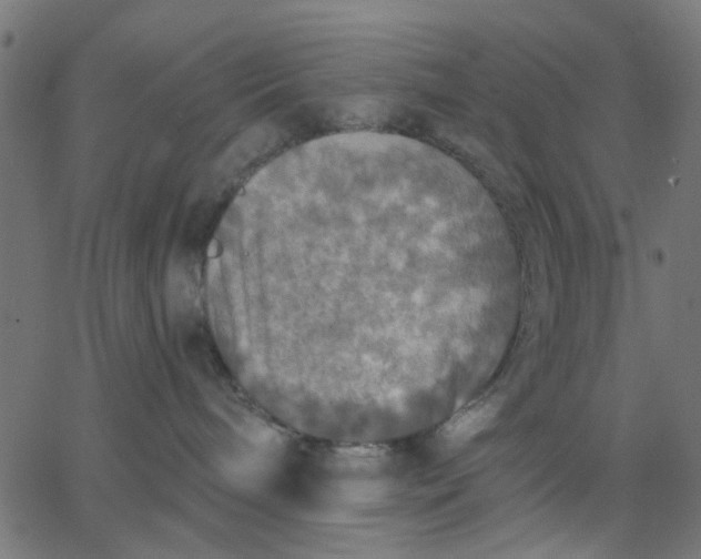 X0000067840240200604271627