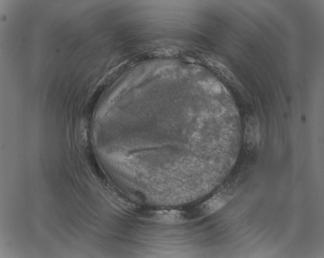 X0000067840363200604271625