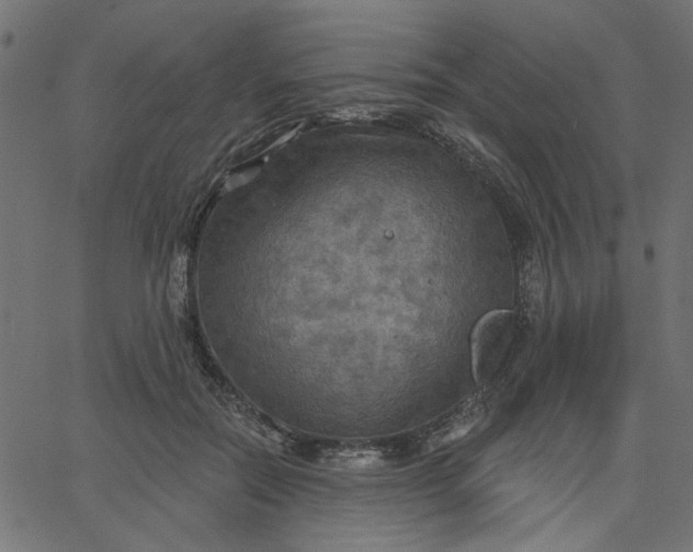 X0000067840554200604271622