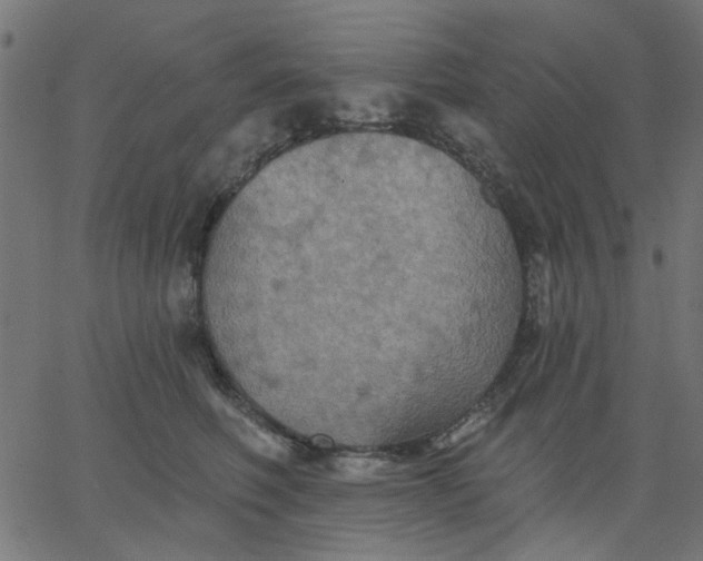 X0000067840614200604271621